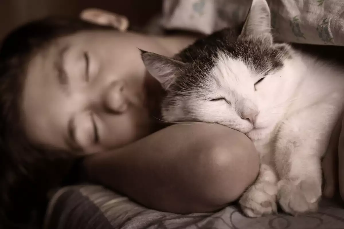 Защо всъщност котките спят при стопаните си?