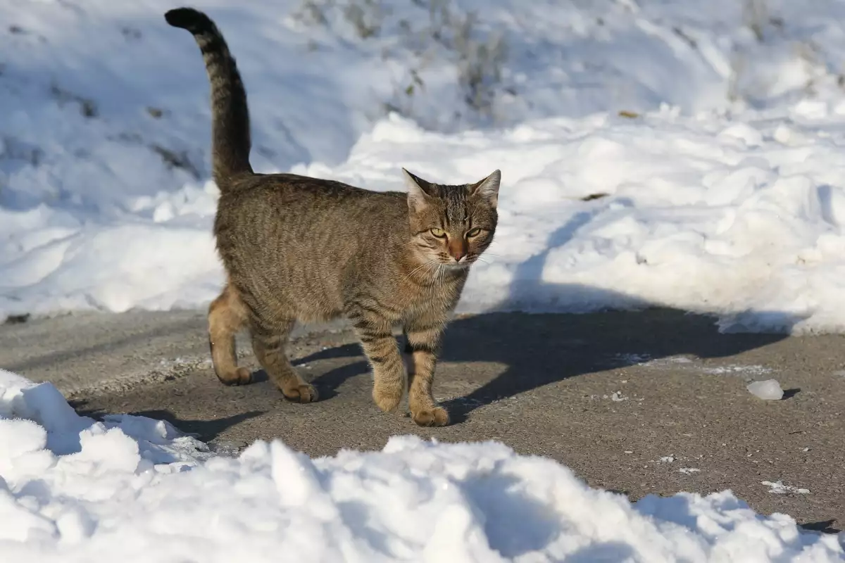 Навсякъде в България можем да срещнем бездомни котки и навярно