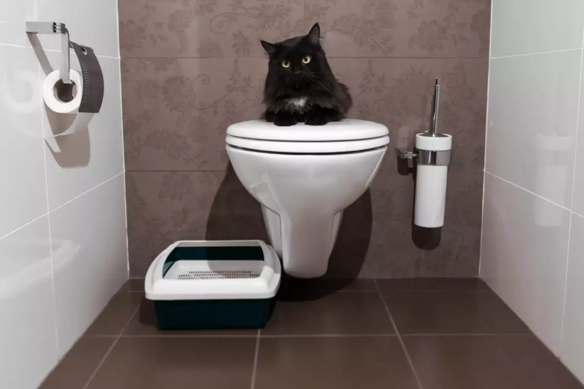 Котешката тоалетна е от съществено значение за писаните Важно е