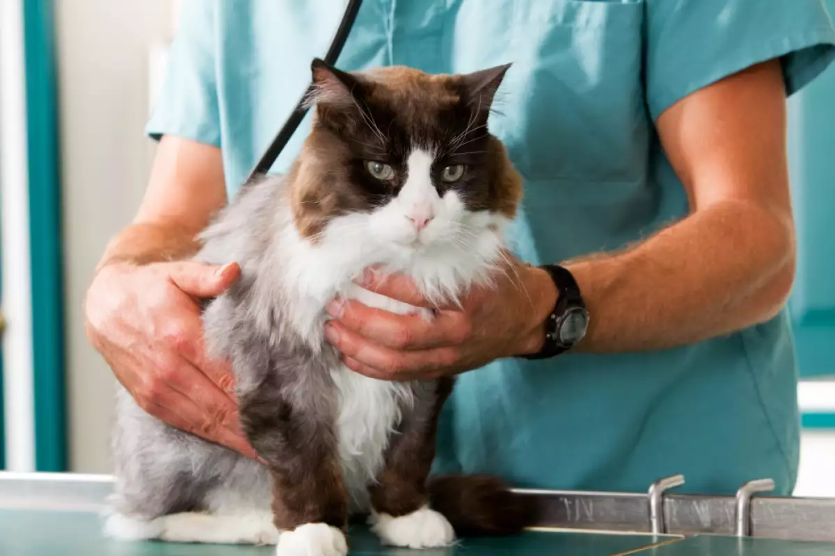При здравословни проблеми с домашната котка се налагат лабораторни изследвания