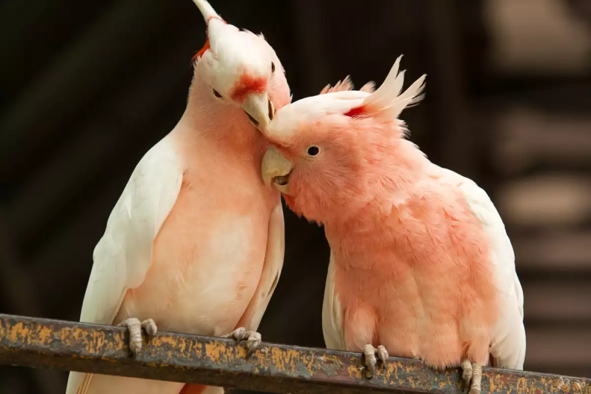 Папагалите са едни от най комуникативните и социални животни Те привличат
