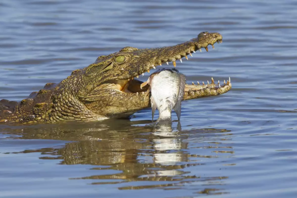 Нилският крокодил е едно от най едрите влечуги на планетата По