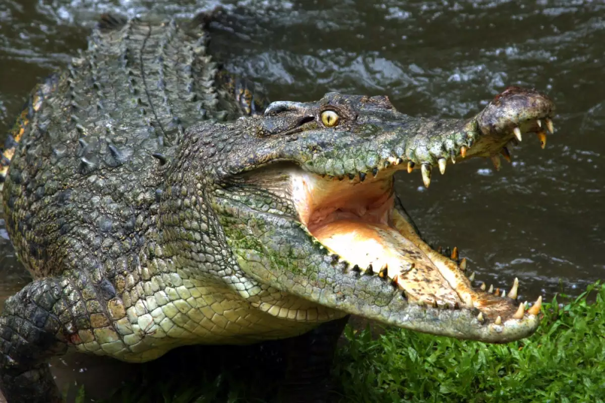 Соленоводен крокодил