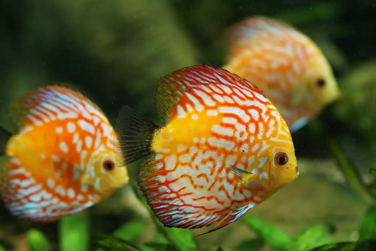 Рибките дискус, известни със своите живи цветове и грациозно плуване,