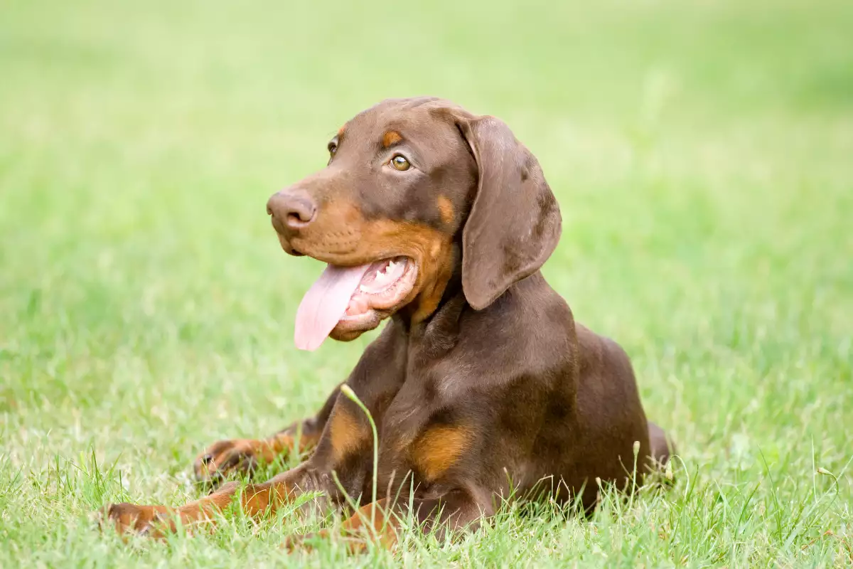 Смел и лоялен доберманът е сред най известните породи кучета