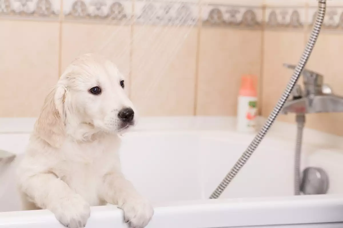 Необяснимо за хората някои кучета обичат да пият вода от