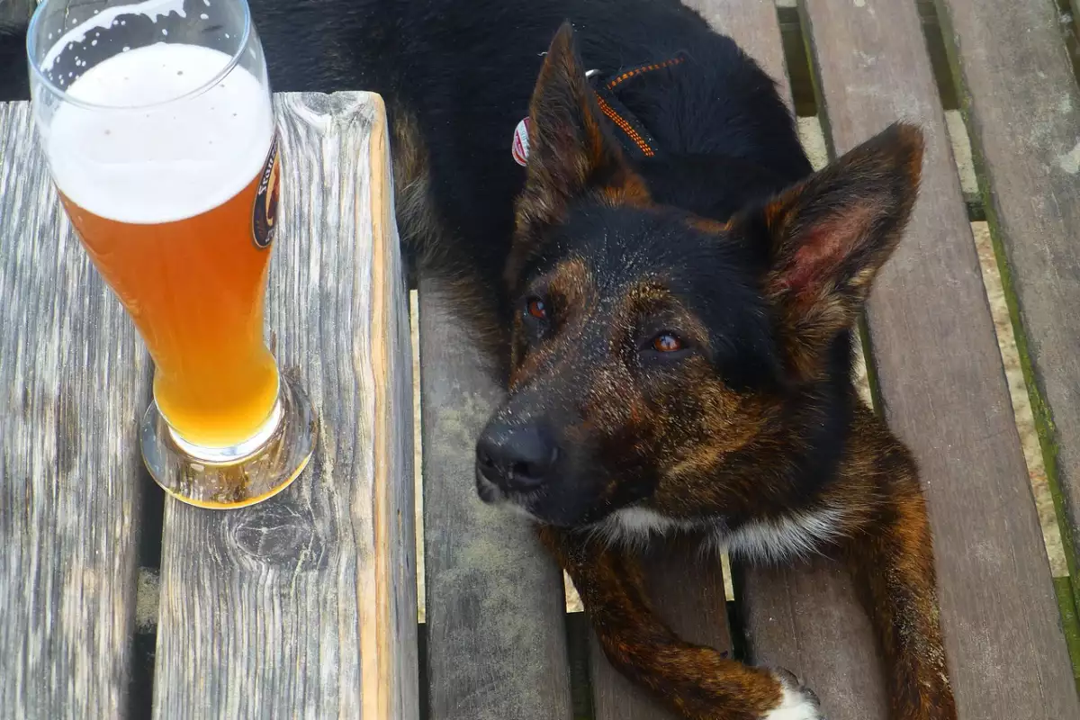 Може би познавате собственик на куче, който споделя бирата си