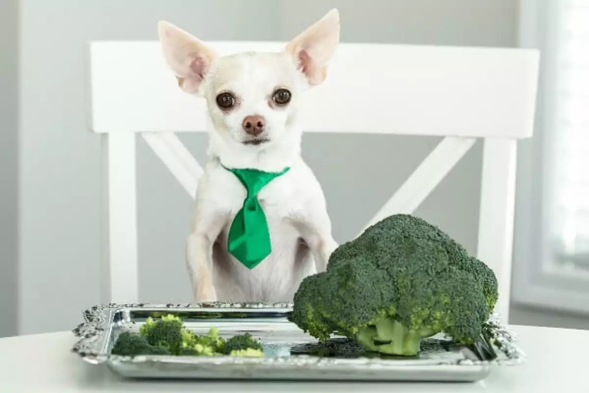Опасно ли е да даваме броколи на кучето