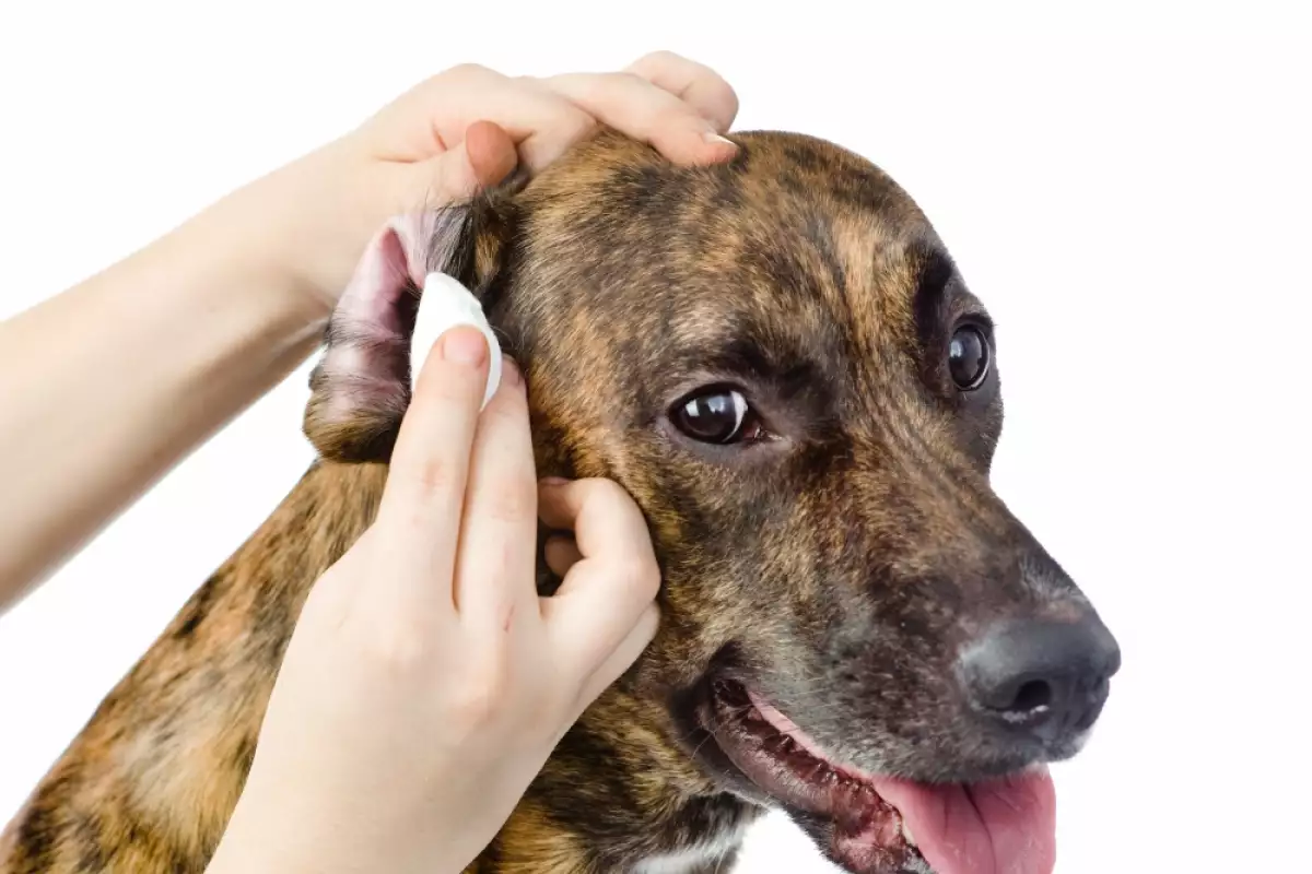 Кожните заболявания често засягат ушите на кучето