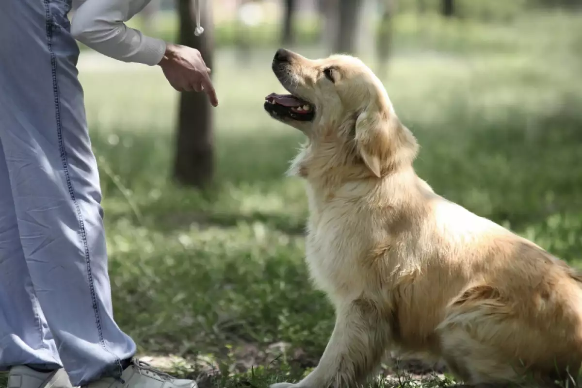 Собствениците на домашни любимци обикновено обучават куче на хигиенни навици