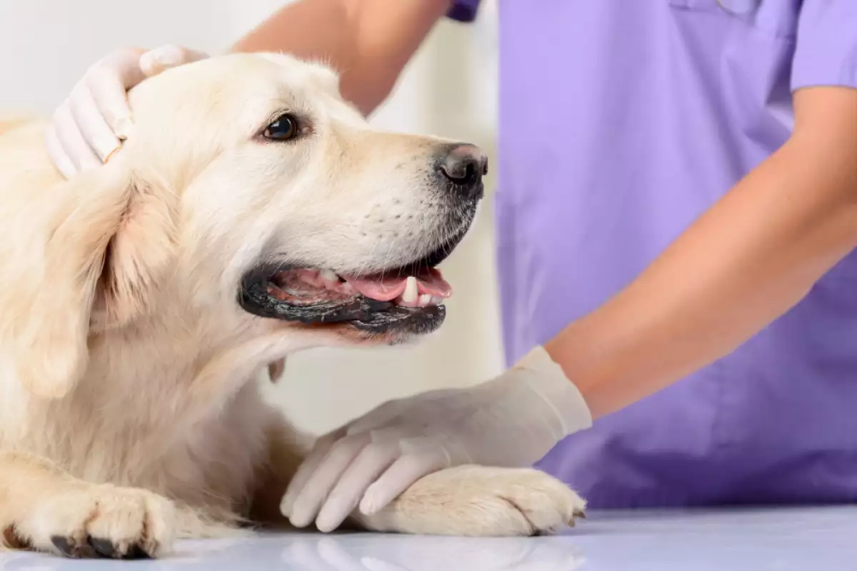 Когато куче с артрит изпитва болка навярно бихте искали да
