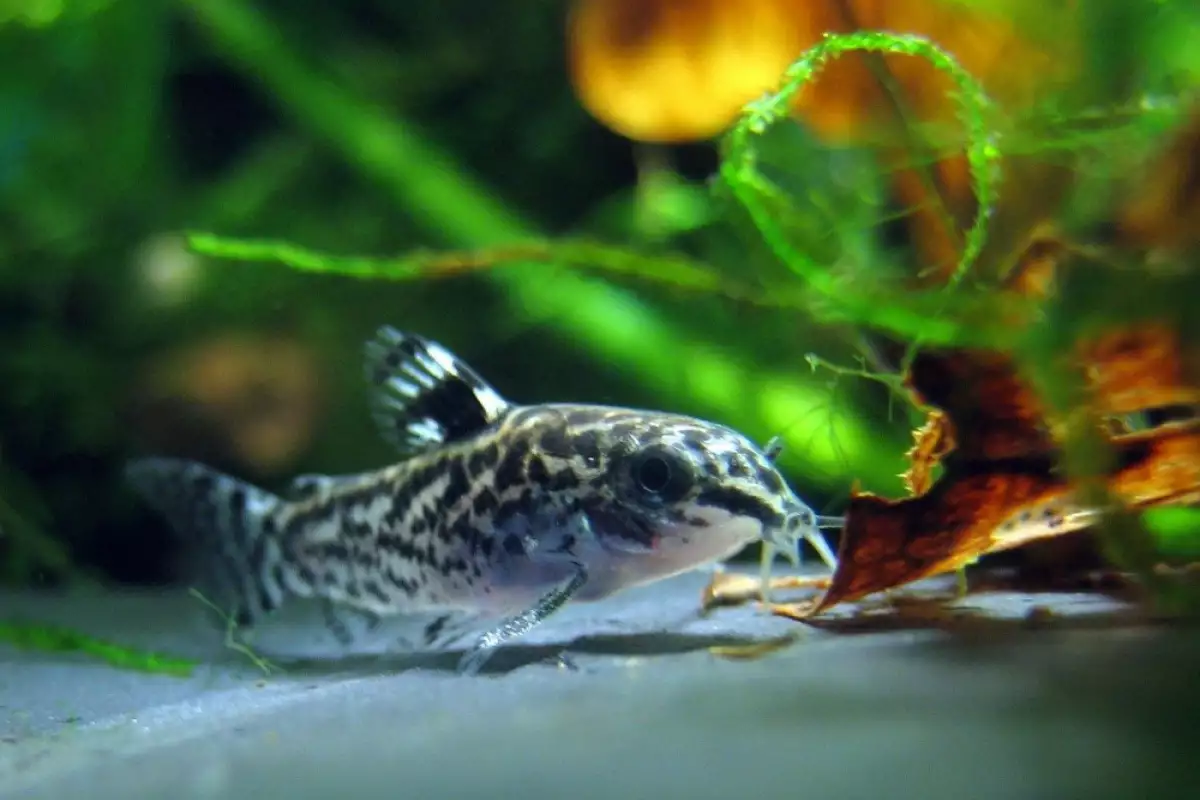 Живеещите на дъното рибки, проявяват интерес към по-ниските нива на
