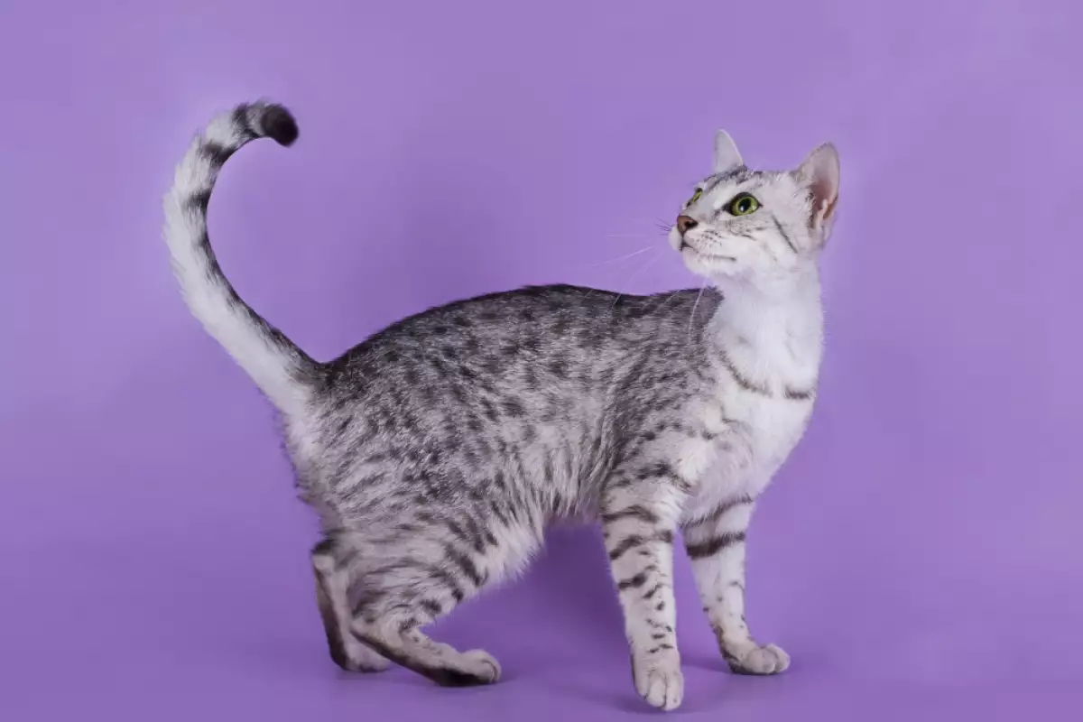 Представата за котка винаги включва грациозно тяло с идеална аеродинамична