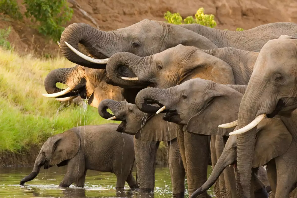 Слонът е интелигентен със здрави семейни ценности и отлична памет