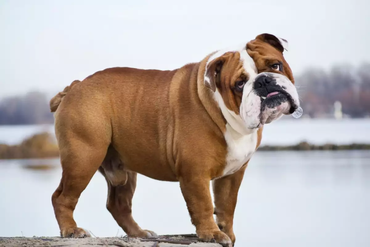 Английските булдози са популярна порода кучета известни със своята мускулеста
