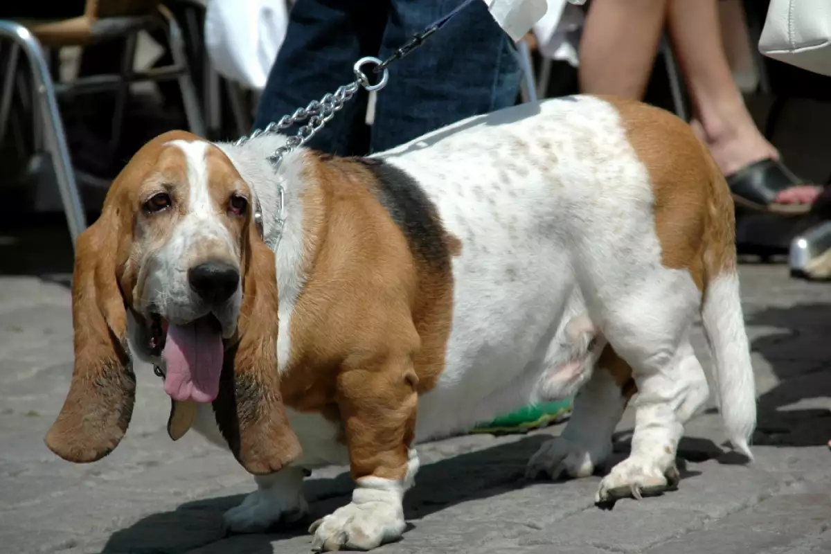 Затлъстяването е сериозен проблем, който засяга както кучетата, така и