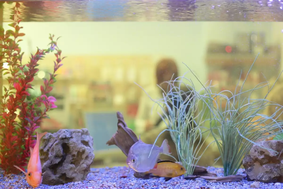 Изборът на рибки на 50 литров аквариум може да бъде вълнуващо