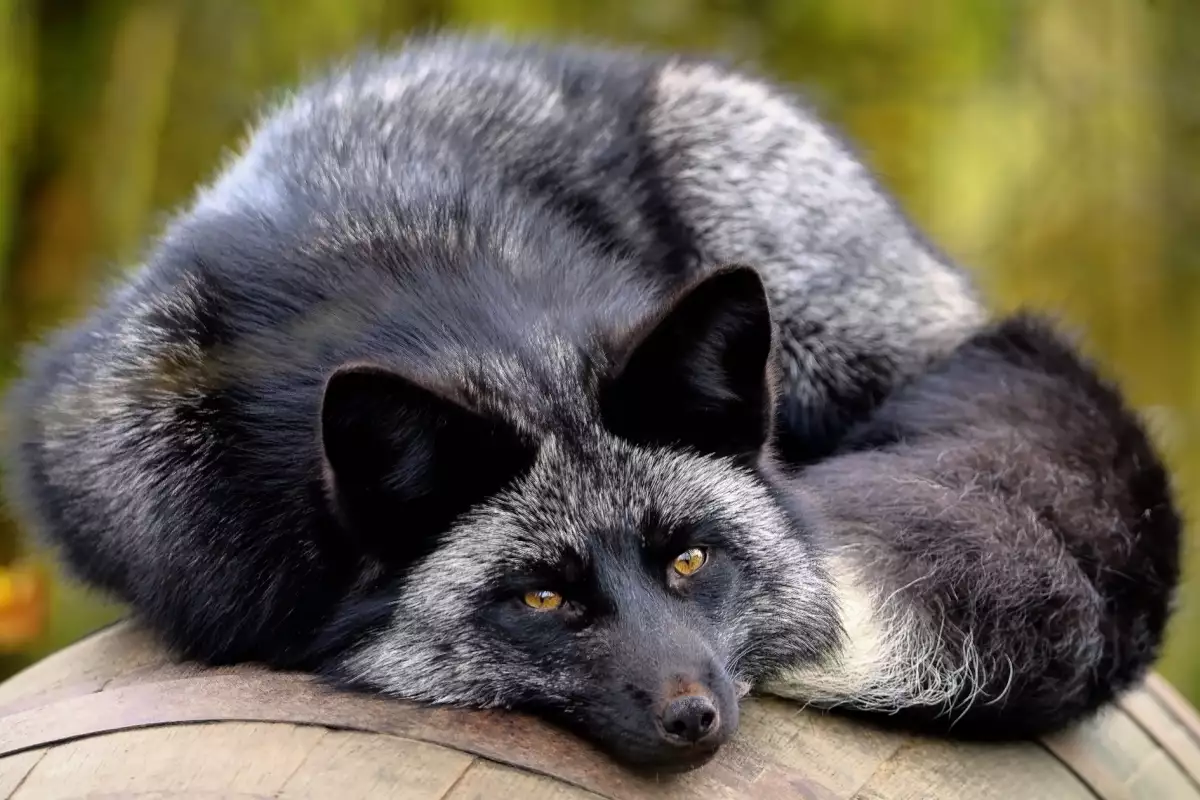 Сребърната лисица е меланистична форма на червената лисица Vulpes vulpes