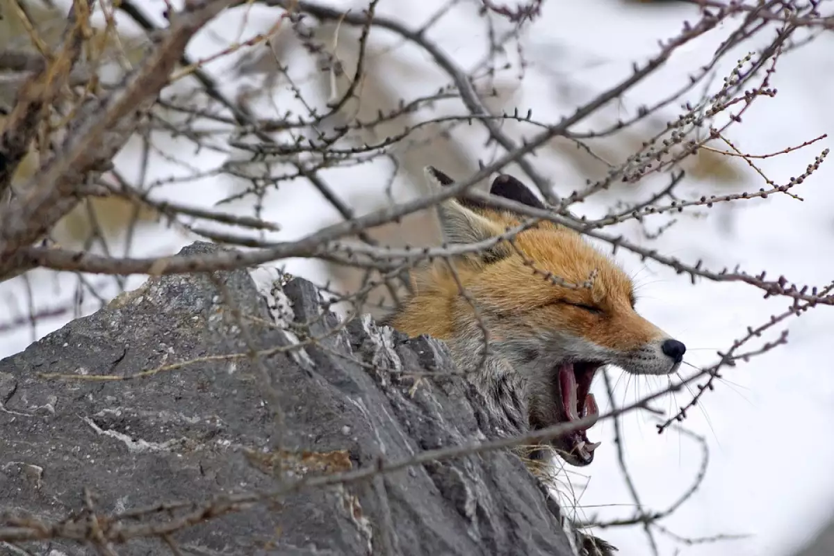 Срещата с лисица в дивата природа може да бъде завладяващо