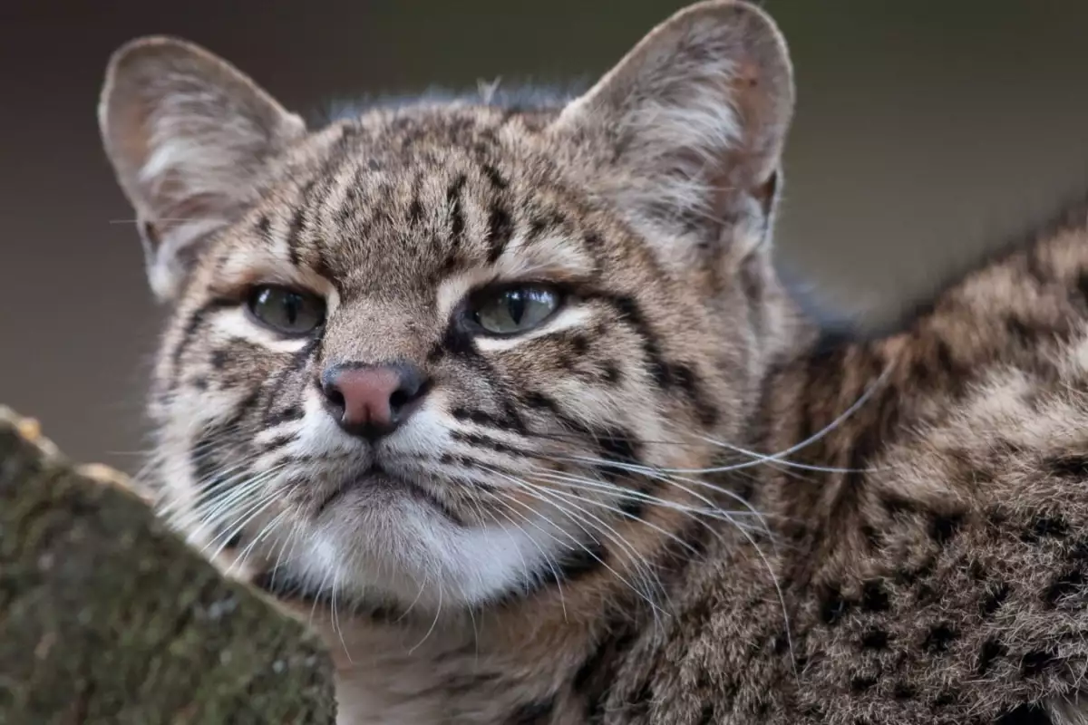 Котката на Жофроа Leopardus geoffroyi е дребен хищник от семейство