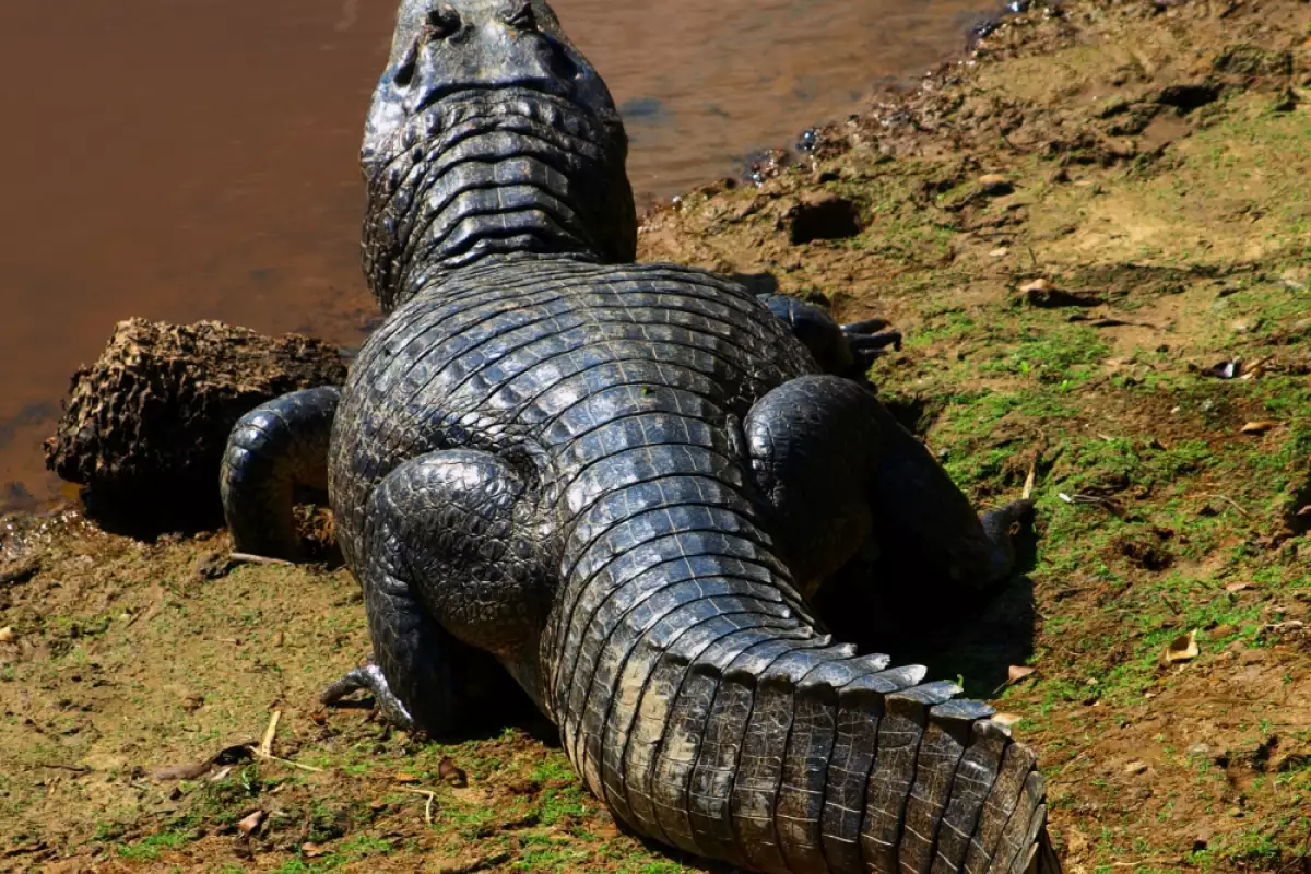 Черният кайман е най големият член на семейството на алигаторите и