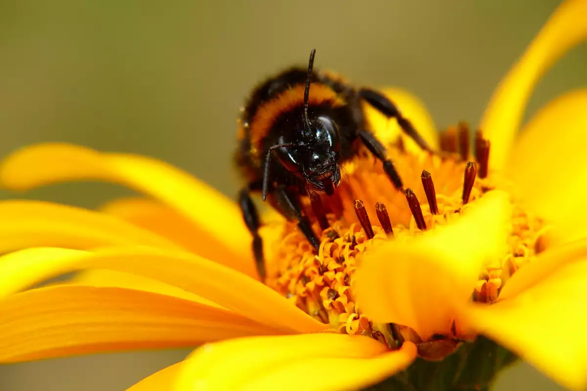 Пчелният мед се смята за един от най-ценните дарове на