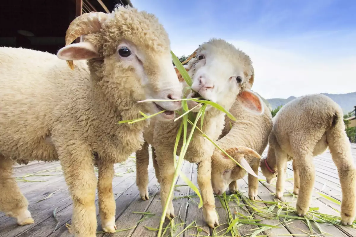 Съвети при хранене на овце