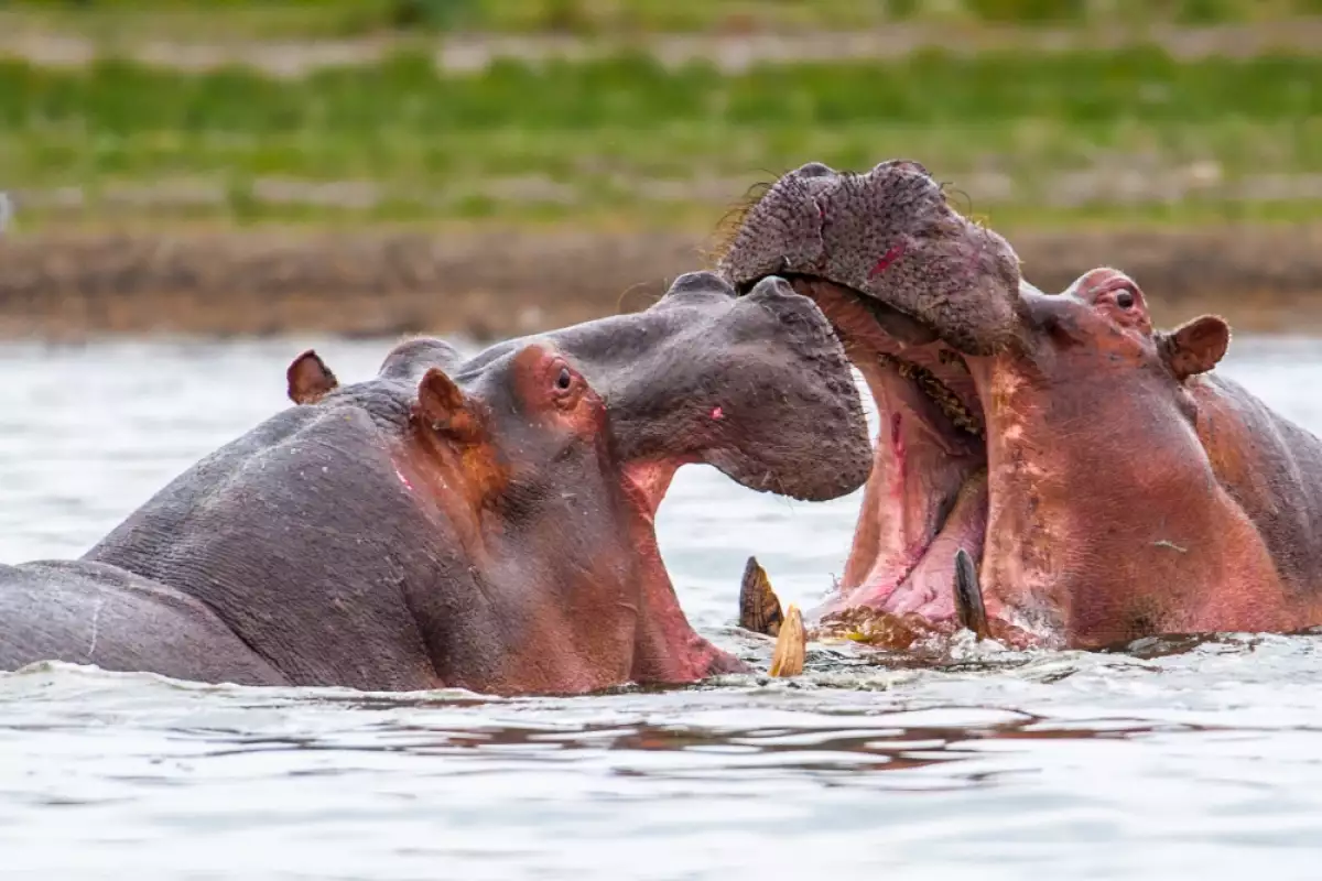 Интересни факти за хипопотама
