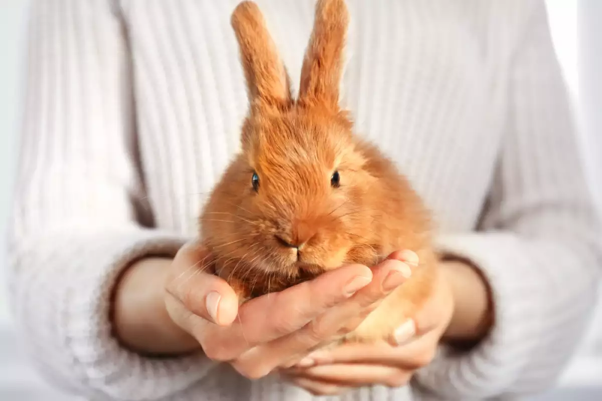 Зайците са очарователни интелигентни същества които са чудесни другари Въпреки