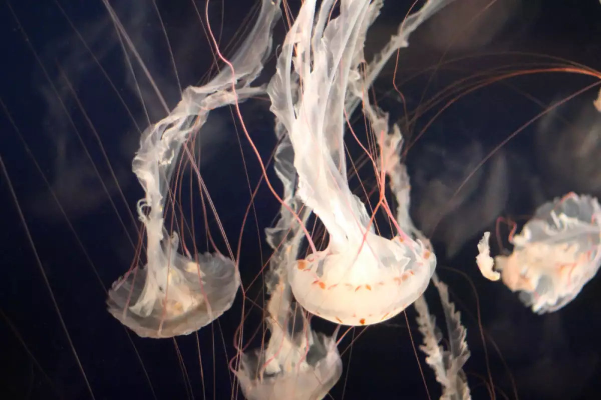 Медузите са безгръбначни животни от тип Мешести които заедно с