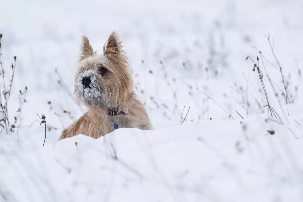 Как да се грижим за кучето през зимата