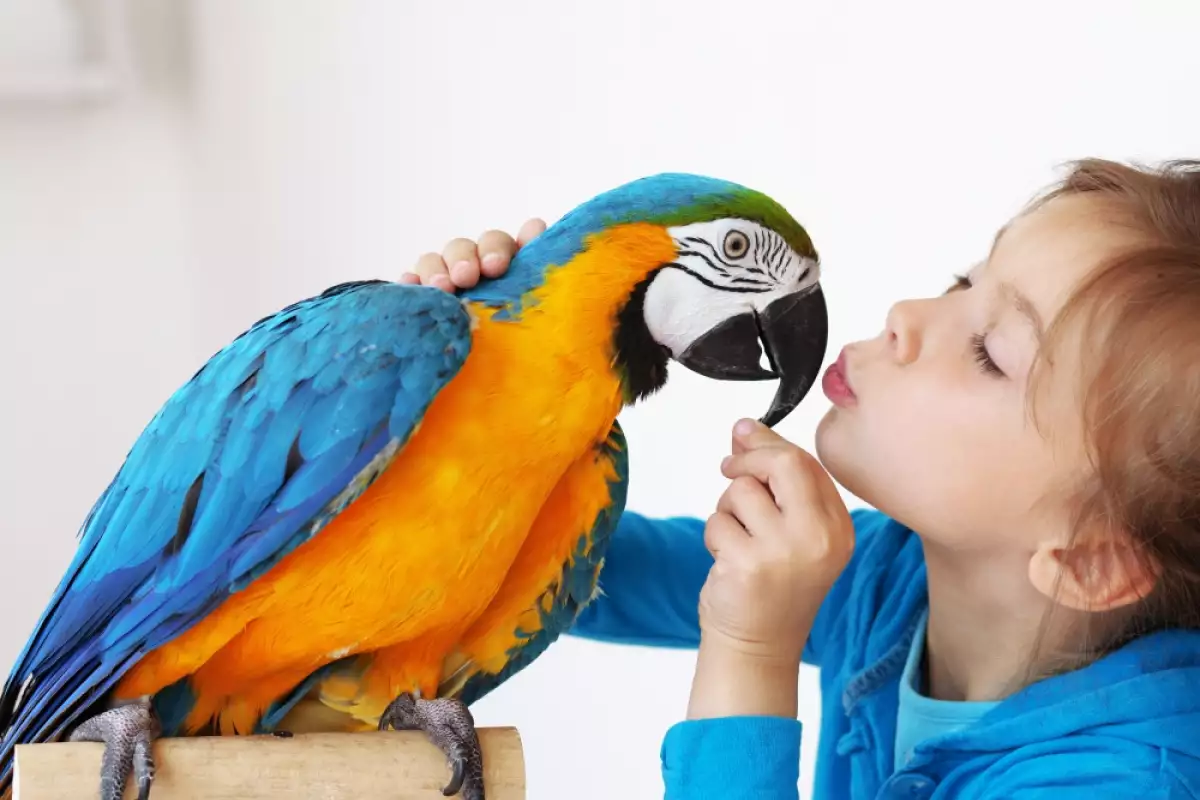 Папагалите са очарователни и интелигентни птици които са страхотни домашни