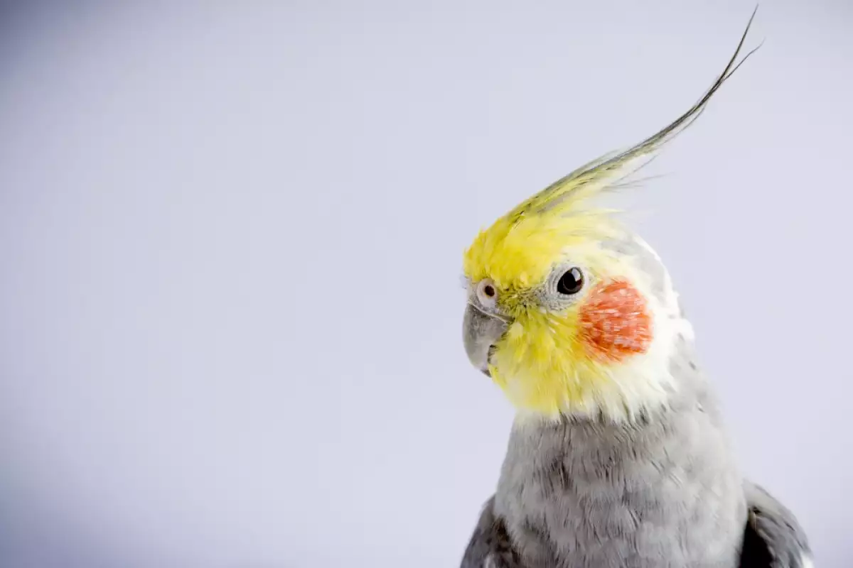 Когато си помислите за папагал вероятно ще си представите птица