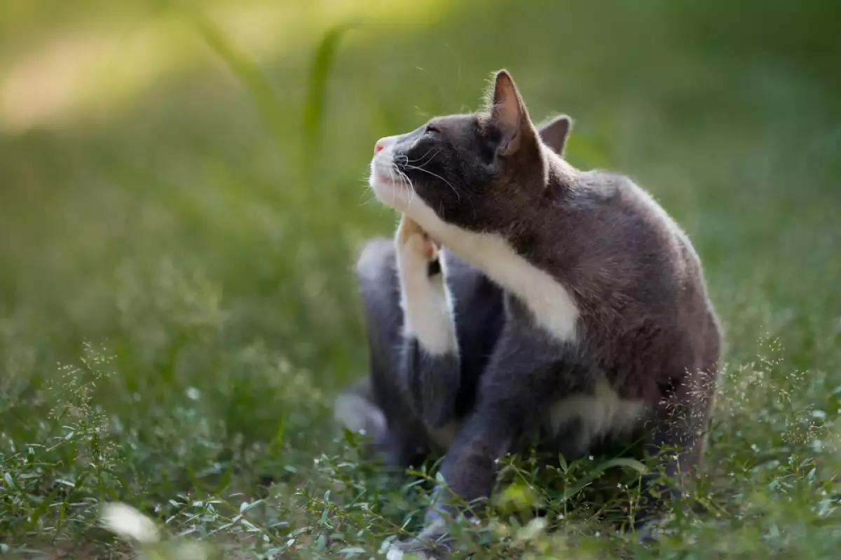 Ектопаразити могат да се появят дори при домашна котка, която
