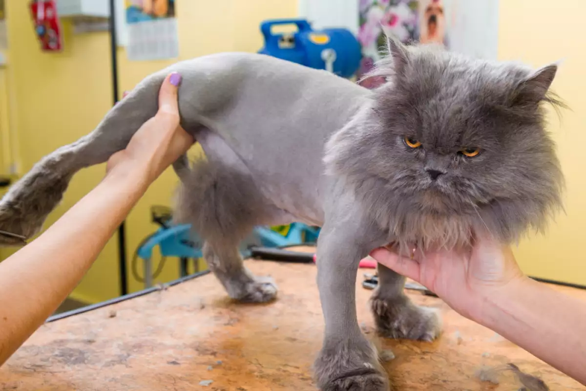 Въпросът дали трябва да подстрижем котката през лятото е обект