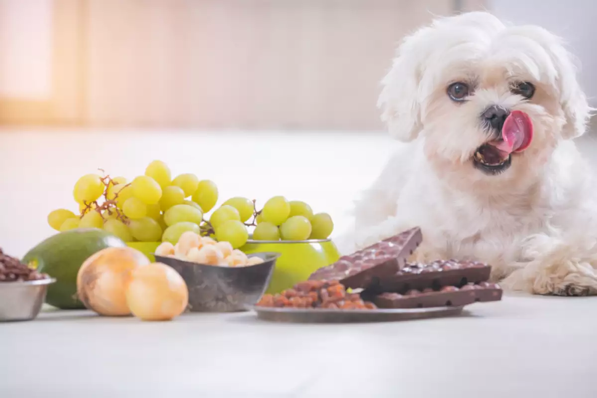 Има няколко храни които могат да причинят диария при кучета