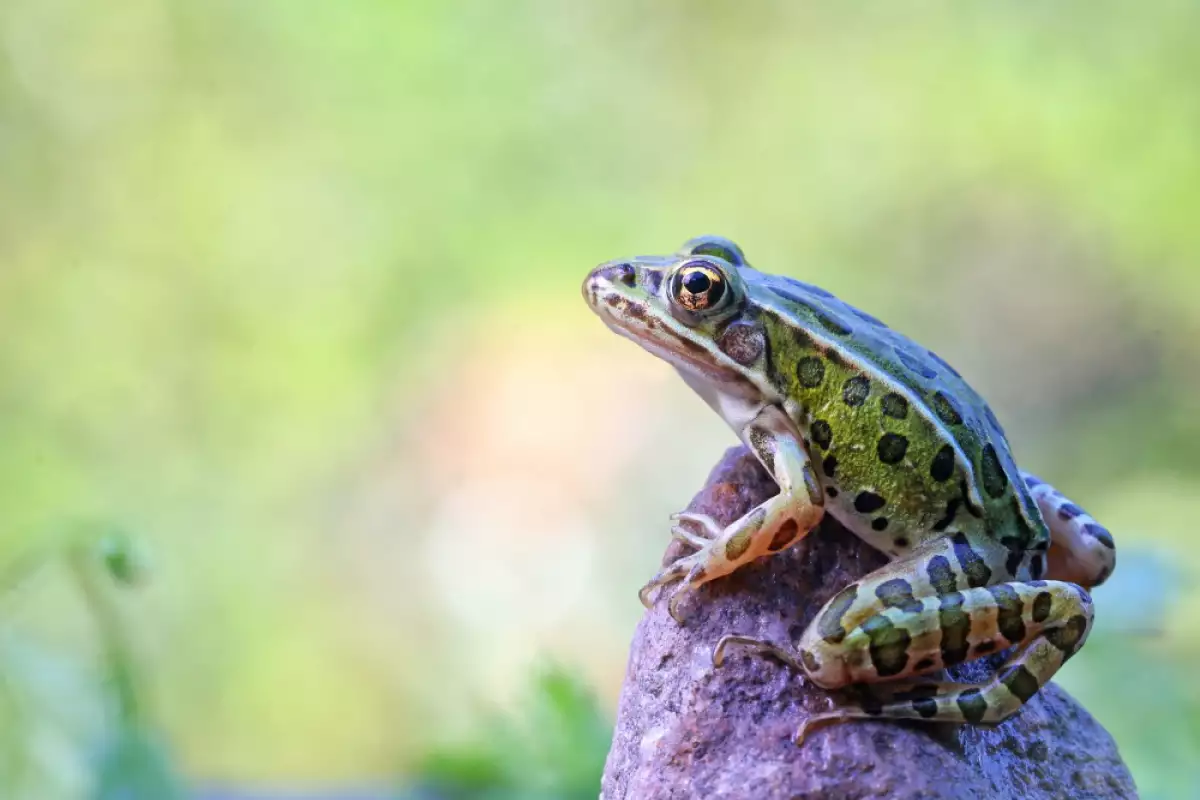 Домашните жаби, често ценени като завладяващи и неизискващи поддръжка домашни