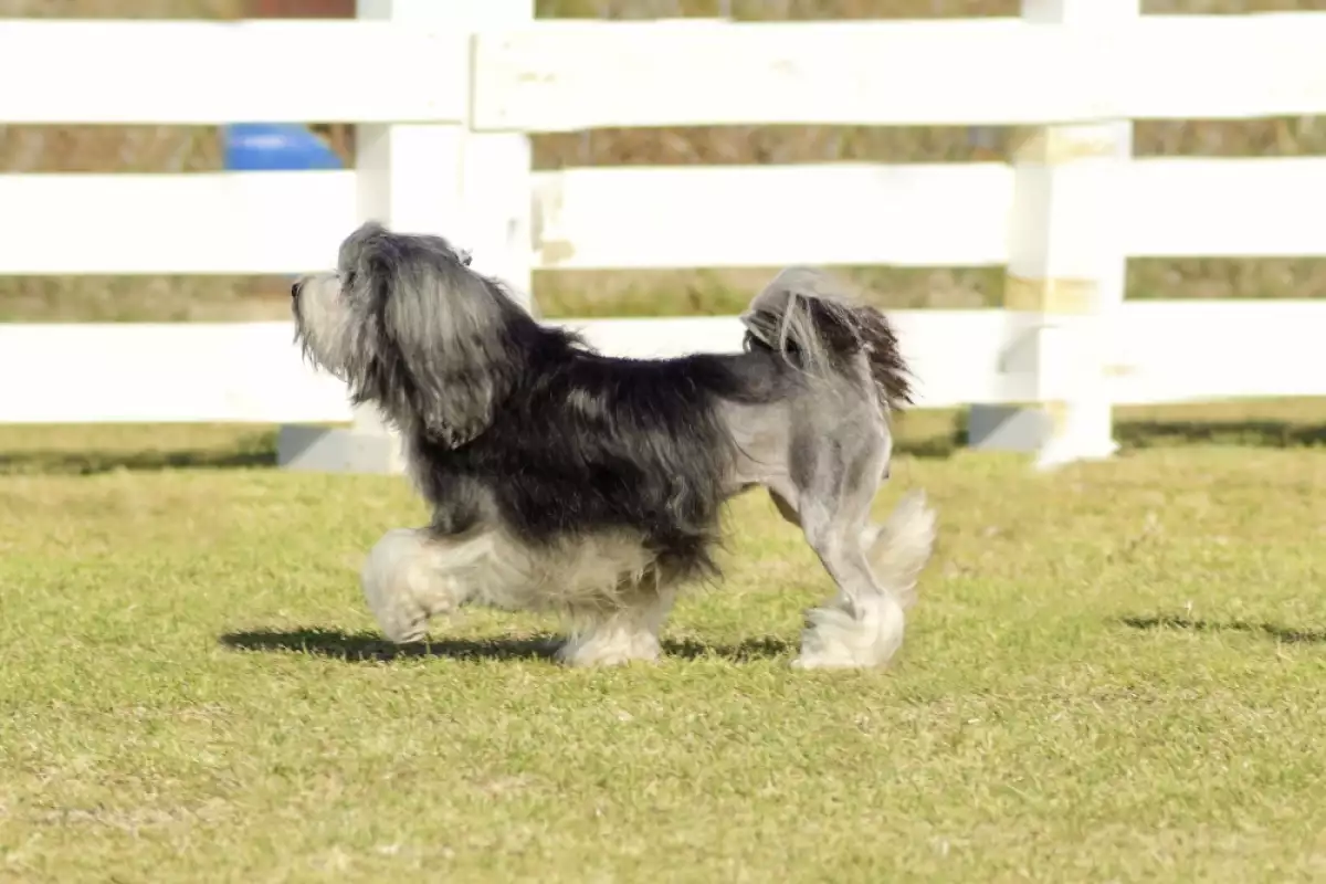 Способността на вашето куче да прескача оградата на задния ви