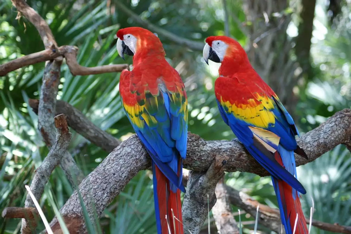 Папагалите са известни със своите силно развити социални и интелектуални