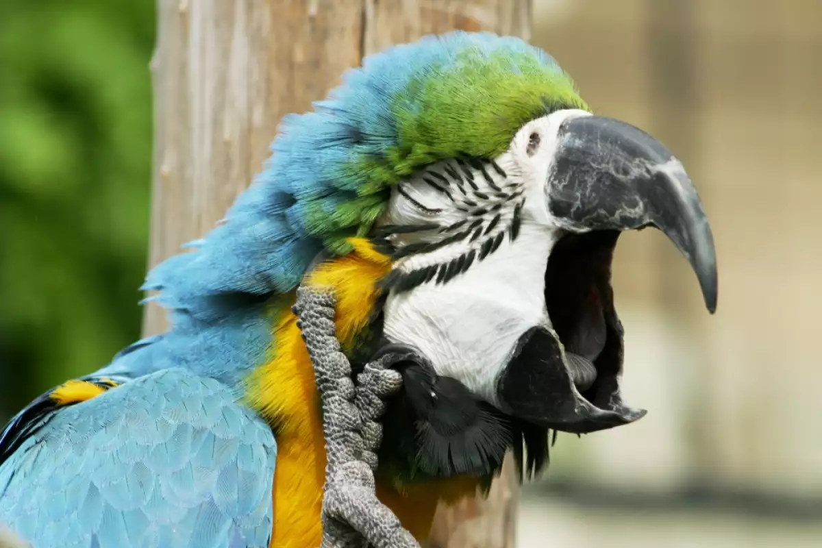 Най-честите причини за агресия при папагалите са страх или предишни