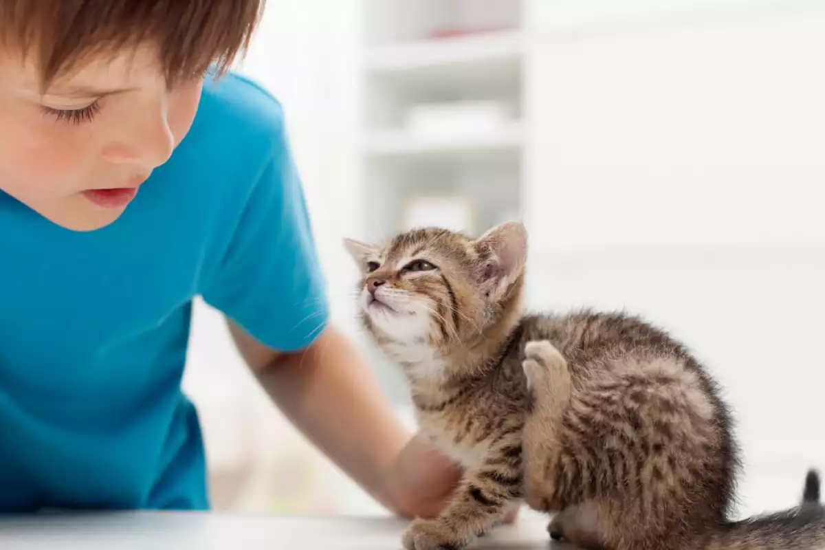 При взимането на котка за домашен любимец основна роля играе