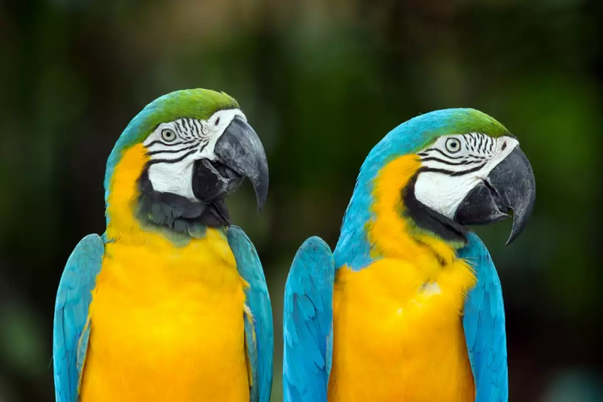 Папагалите са красиви и умни птици които могат да бъдат