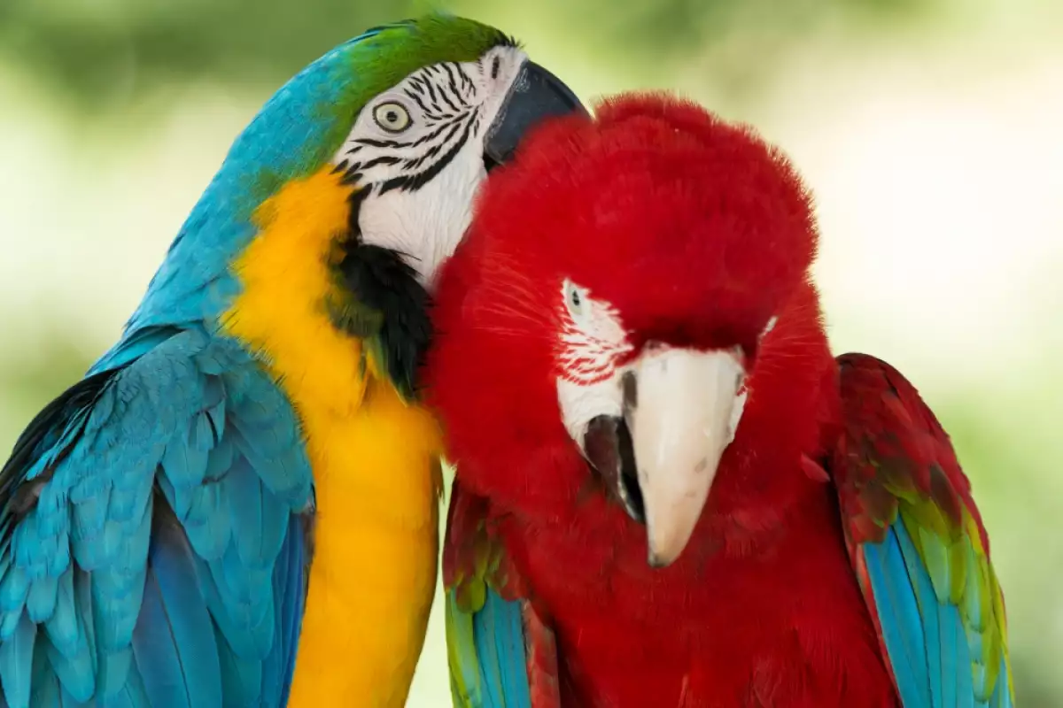 продължителност на живота на папагалите