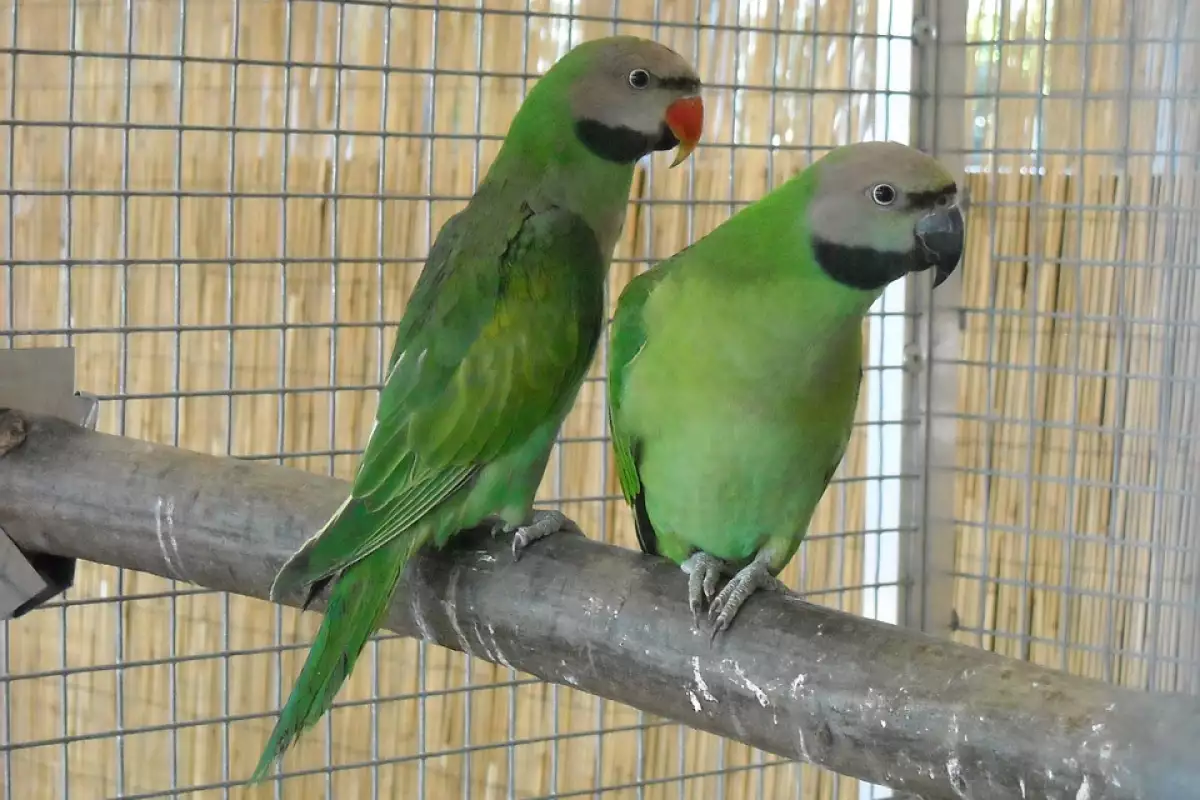 Здравето и щастливият живот на домашния папагал зависи от много