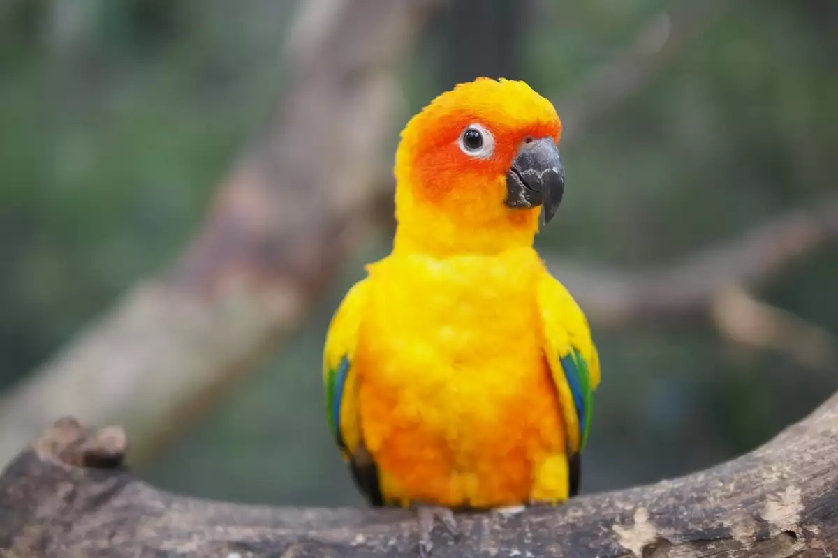 Слънчевата аратинга е изключително красив папагал, носещ заслужено определението пред
