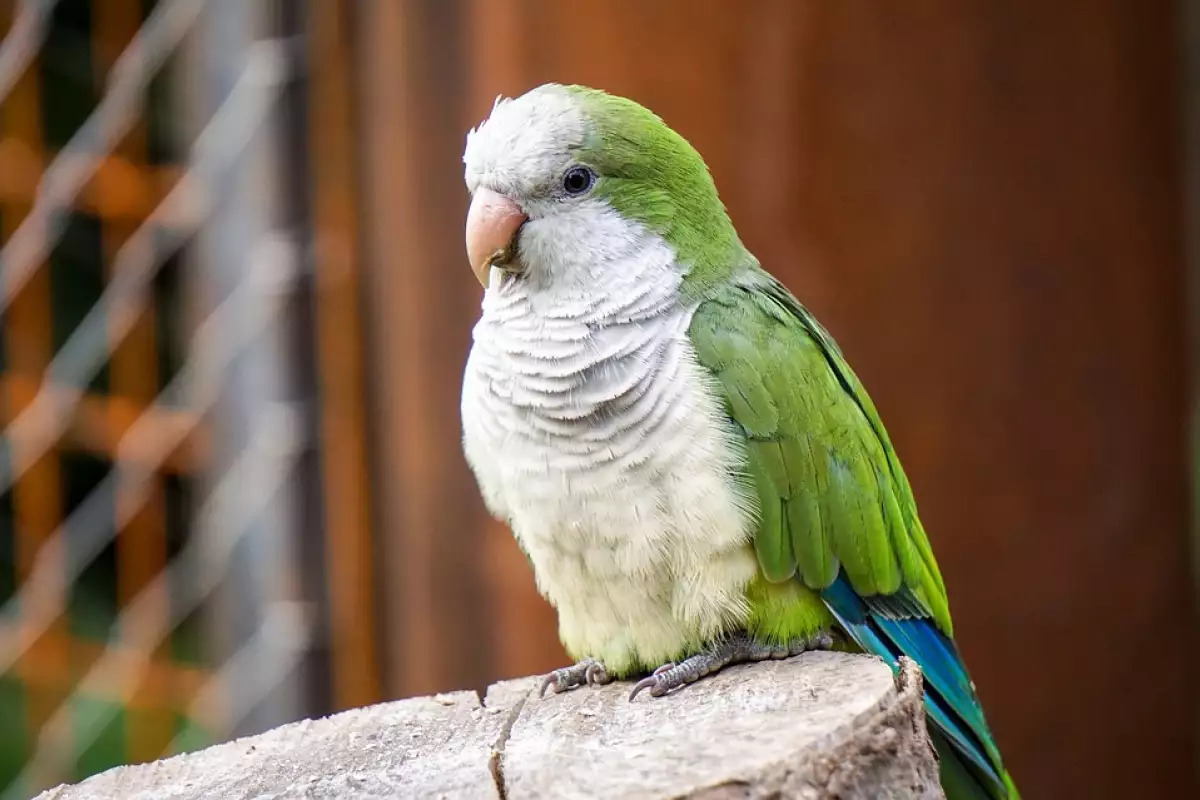 Често се случва папагалът да не се възприема като домашен
