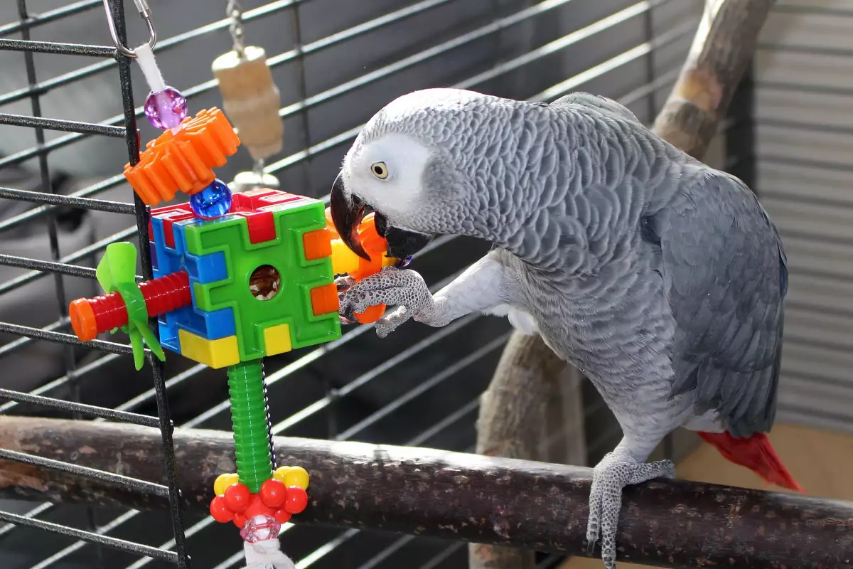 Ако харесвате идеята да имате папагал за домашен любимец то