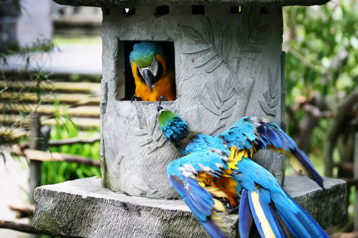 Папагалите са страхотни птици – красиви, любвеобилни и социални. Точно