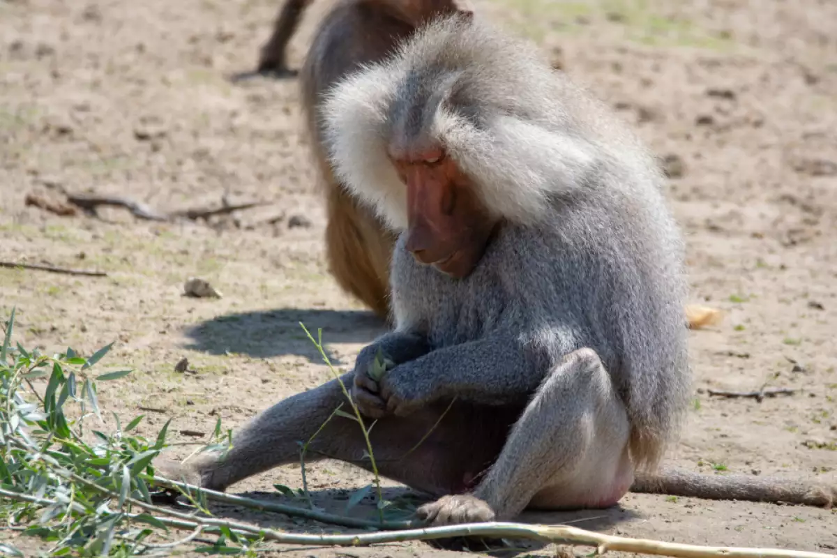 Най близкият ни животински вид са маймуните затова любопитството ни към