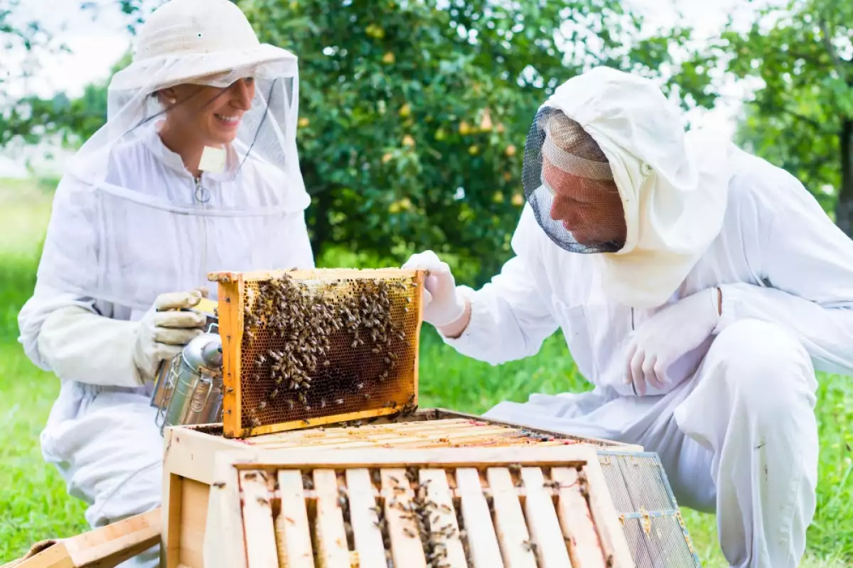 Допреди 60 години учените смятаха че пчеларството се е зародило